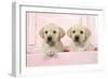 Labrador Retriever Puppies in a Wooden Box-null-Framed Photographic Print