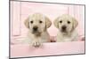 Labrador Retriever Puppies in a Wooden Box-null-Mounted Photographic Print