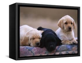 Labrador Retriever Puppies-Chase Swift-Framed Stretched Canvas