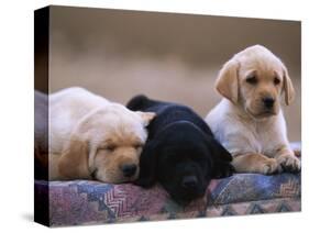Labrador Retriever Puppies-Chase Swift-Stretched Canvas