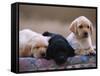 Labrador Retriever Puppies-Chase Swift-Framed Stretched Canvas