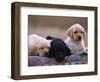 Labrador Retriever Puppies-Chase Swift-Framed Photographic Print