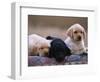 Labrador Retriever Puppies-Chase Swift-Framed Photographic Print