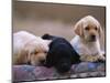 Labrador Retriever Puppies-Chase Swift-Mounted Photographic Print