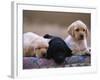Labrador Retriever Puppies-Chase Swift-Framed Photographic Print