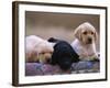 Labrador Retriever Puppies-Chase Swift-Framed Photographic Print