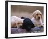 Labrador Retriever Puppies-Chase Swift-Framed Photographic Print