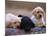 Labrador Retriever Puppies-Chase Swift-Mounted Photographic Print