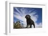 Labrador retriever puppies-Zandria Muench Beraldo-Framed Photographic Print