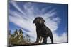 Labrador retriever puppies-Zandria Muench Beraldo-Mounted Photographic Print