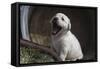 Labrador retriever puppies-Zandria Muench Beraldo-Framed Stretched Canvas