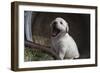 Labrador retriever puppies-Zandria Muench Beraldo-Framed Photographic Print