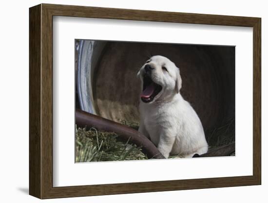 Labrador retriever puppies-Zandria Muench Beraldo-Framed Photographic Print