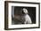 Labrador retriever puppies-Zandria Muench Beraldo-Framed Photographic Print