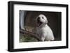 Labrador retriever puppies-Zandria Muench Beraldo-Framed Photographic Print