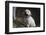 Labrador retriever puppies-Zandria Muench Beraldo-Framed Photographic Print