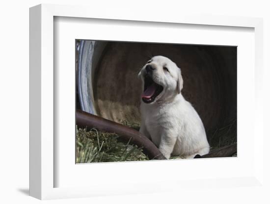 Labrador retriever puppies-Zandria Muench Beraldo-Framed Photographic Print