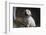 Labrador retriever puppies-Zandria Muench Beraldo-Framed Photographic Print