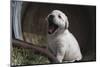 Labrador retriever puppies-Zandria Muench Beraldo-Mounted Photographic Print