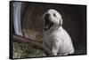 Labrador retriever puppies-Zandria Muench Beraldo-Framed Stretched Canvas