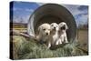 Labrador retriever puppies-Zandria Muench Beraldo-Stretched Canvas