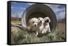 Labrador retriever puppies-Zandria Muench Beraldo-Framed Stretched Canvas