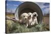 Labrador retriever puppies-Zandria Muench Beraldo-Stretched Canvas