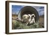 Labrador retriever puppies-Zandria Muench Beraldo-Framed Photographic Print