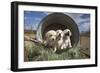 Labrador retriever puppies-Zandria Muench Beraldo-Framed Photographic Print