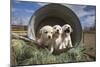 Labrador retriever puppies-Zandria Muench Beraldo-Mounted Photographic Print