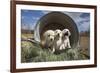 Labrador retriever puppies-Zandria Muench Beraldo-Framed Photographic Print