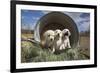 Labrador retriever puppies-Zandria Muench Beraldo-Framed Photographic Print