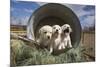 Labrador retriever puppies-Zandria Muench Beraldo-Mounted Photographic Print