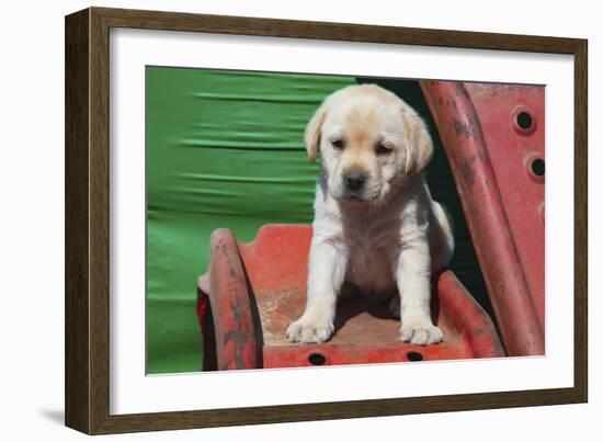 Labrador retriever puppies-Zandria Muench Beraldo-Framed Photographic Print