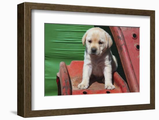 Labrador retriever puppies-Zandria Muench Beraldo-Framed Photographic Print