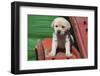 Labrador retriever puppies-Zandria Muench Beraldo-Framed Photographic Print