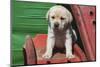 Labrador retriever puppies-Zandria Muench Beraldo-Mounted Photographic Print