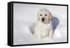 Labrador Retriever Puppy (10 Weeks Old) Sitting in Snow, St. Charles, Illinois, USA-Lynn M^ Stone-Framed Stretched Canvas