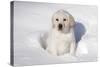 Labrador Retriever Puppy (10 Weeks Old) Sitting in Snow, St. Charles, Illinois, USA-Lynn M^ Stone-Stretched Canvas