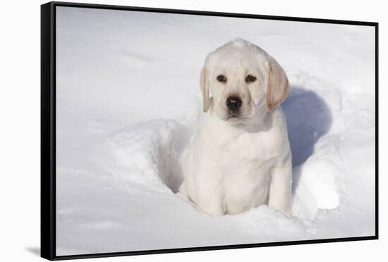Labrador Retriever Puppy (10 Weeks Old) Sitting in Snow, St. Charles, Illinois, USA-Lynn M^ Stone-Framed Stretched Canvas