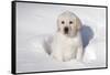 Labrador Retriever Puppy (10 Weeks Old) Sitting in Snow, St. Charles, Illinois, USA-Lynn M^ Stone-Framed Stretched Canvas