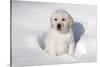 Labrador Retriever Puppy (10 Weeks Old) Sitting in Snow, St. Charles, Illinois, USA-Lynn M^ Stone-Stretched Canvas