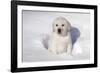 Labrador Retriever Puppy (10 Weeks Old) Sitting in Snow, St. Charles, Illinois, USA-Lynn M^ Stone-Framed Photographic Print