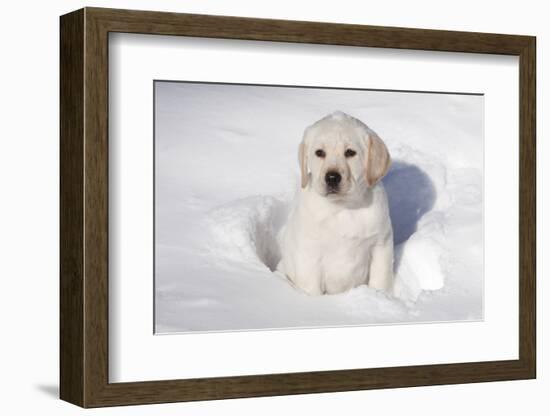 Labrador Retriever Puppy (10 Weeks Old) Sitting in Snow, St. Charles, Illinois, USA-Lynn M^ Stone-Framed Photographic Print
