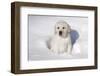 Labrador Retriever Puppy (10 Weeks Old) Sitting in Snow, St. Charles, Illinois, USA-Lynn M^ Stone-Framed Photographic Print