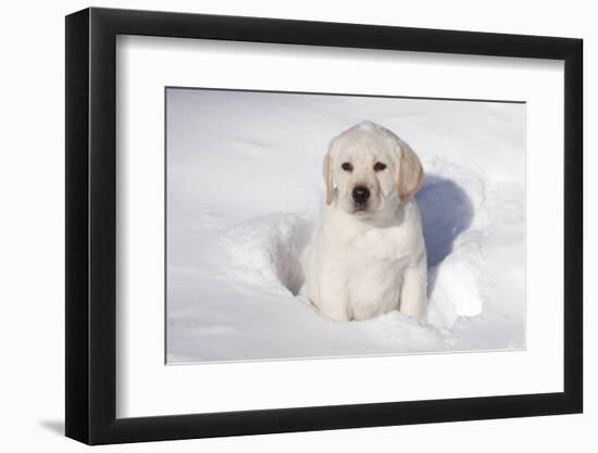 Labrador Retriever Puppy (10 Weeks Old) Sitting in Snow, St. Charles, Illinois, USA-Lynn M^ Stone-Framed Photographic Print