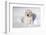 Labrador Retriever Puppy (10 Weeks Old) Sitting in Snow, St. Charles, Illinois, USA-Lynn M^ Stone-Framed Photographic Print