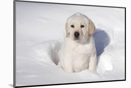 Labrador Retriever Puppy (10 Weeks Old) Sitting in Snow, St. Charles, Illinois, USA-Lynn M^ Stone-Mounted Photographic Print