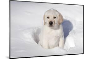 Labrador Retriever Puppy (10 Weeks Old) Sitting in Snow, St. Charles, Illinois, USA-Lynn M^ Stone-Mounted Photographic Print