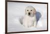 Labrador Retriever Puppy (10 Weeks Old) Sitting in Snow, St. Charles, Illinois, USA-Lynn M^ Stone-Framed Photographic Print